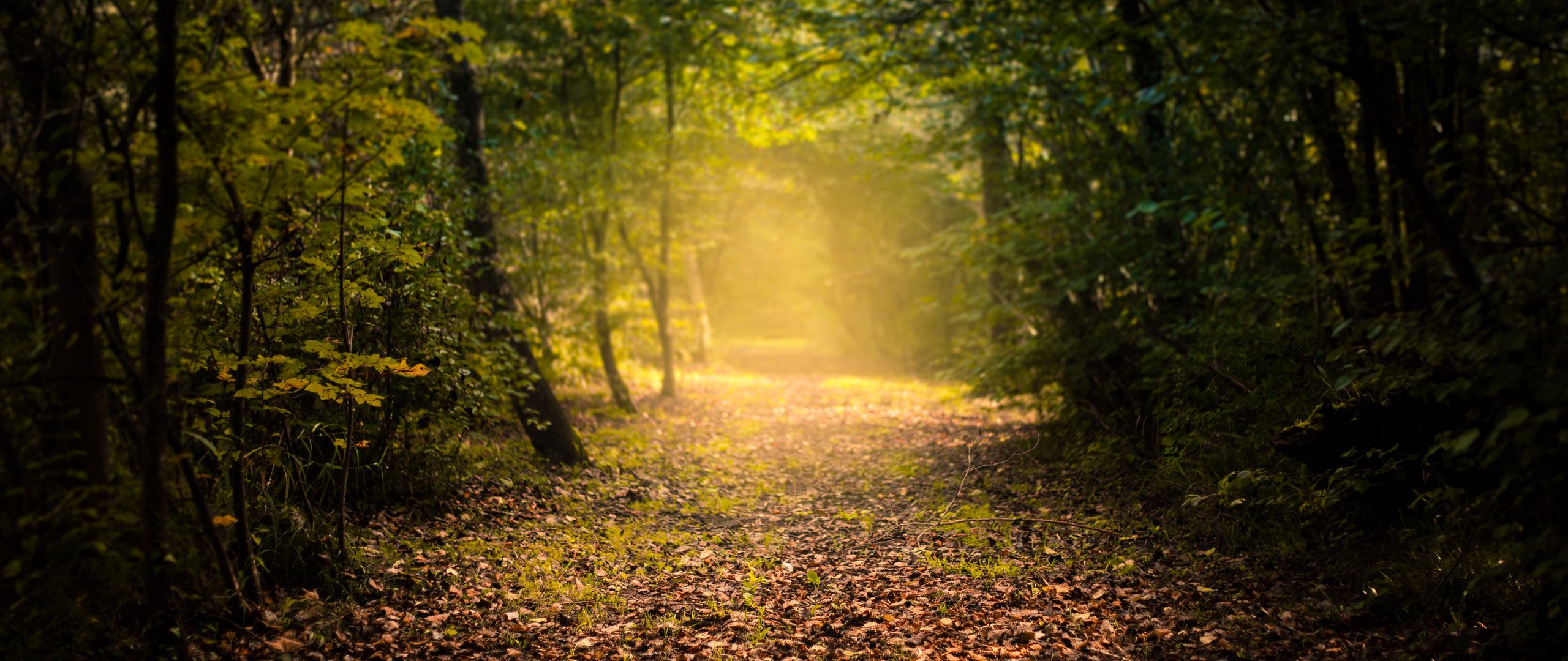 Digitalización Sostenibilidad y Emprendimiento 